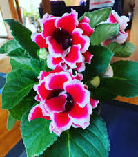 Green Gloxinia Flower Seeds Cottage Garden Essential Heirloom NonGMO Organic Garden Seeds for Planting
 
 Sale