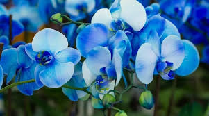 Sky Blue Orchid Flower Seeds for Planting – Heirloom NonGMO High Germination Organic Garden Seeds for Seasonal Exotic Blooms
 
 Sale