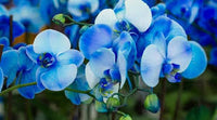 Sky Blue Orchid Flower Seeds for Planting – Heirloom NonGMO High Germination Organic Garden Seeds for Seasonal Exotic Blooms
 
 Sale
