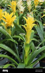 Yellow Bromeliad Tillandsia Bulbosa Flower Seeds for Planting – Heirloom, Non-GMO, Organic Garden Seeds
