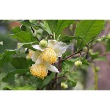 Green Camellia Sinensis Seeds for Planting