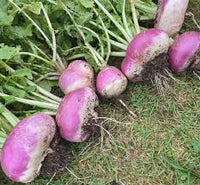 Turnip Plant Seeds for Thriving Vegetable Gardens  Perfect for Planting