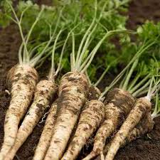 Russian Horseradish Vegetable Seeds for Home Planting