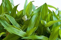 Beijing Plant Seeds: Essential Planting Supplies