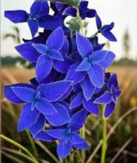 Blue Coleus Plant Seeds for Easy Planting