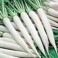 Radish Vegetable Seeds for Easy Planting