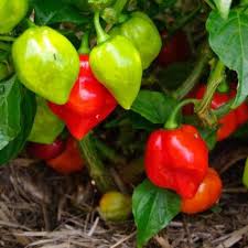 Red Cachucha Vegetable Seeds for Easy Planting