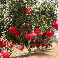 Pomegranate Tree (Punica granatum) Red Fruit Seeds – Sweet, Juicy, and Nutritious Fruit