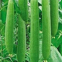 Green Luffa Sponge Vegetable Seeds for Planting