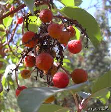 Arbutus Seeds: Planting for a Bountiful Berry Harvest