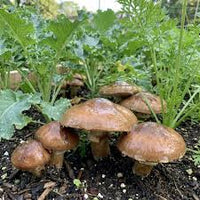Slippery Jack Mushroom Vegetable Seeds for Planting