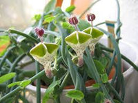 Ceropegia Seeds for Planting: Collectible Seed Packets