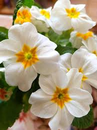 White Primrose Flower Seeds for Planting