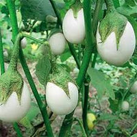White Eggplant Seeds for Planting  Seed for Flavorful Vegetables in Your Home Garden