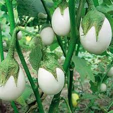 White Eggplant Seeds for Planting  Seed for Flavorful Vegetables in Your Home Garden