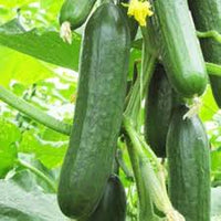 Dark Green Cucumber Seeds for Planting - Premium Vegetable Seeds