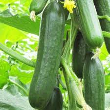 100 Pcs