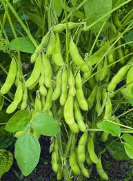 Green Edamame Seeds for Beer Brewing Planting Seeds