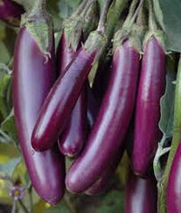Violet Brinjal Vegetable Seeds for Planting