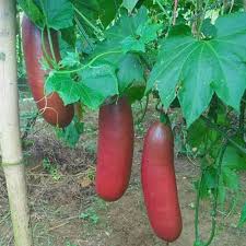 Sicana Odorifera Seeds for Planting  Grow This Unique Vegetable