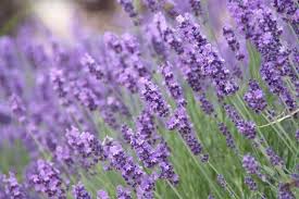 Munstead Lavender (Lavandula angustifolia) Seeds
