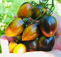 Atomic Tomato Seeds: Ideal for Planting