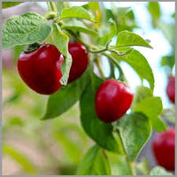 Red Giant Rocoto Pepper Seeds for Planting