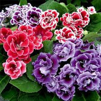 Mixed Colour Gloxinia Sinningia Flower Seeds for Planting Bright Blooms Heirloom & GMO Free Seeds for Home Garden
 
 Sale