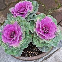 Pink Nagoya Kale Seeds for Planting - Vibrant Vegetable Variety