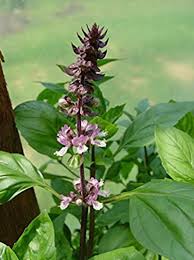 Tulsi Krishna Basil (Ocimum sanctum) Seeds