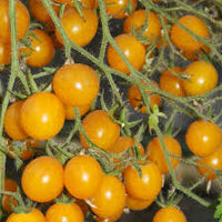 Yellow Cherry Tomato Seeds for Spring Planting
