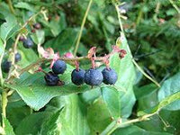 Salal Berry (Gaultheria shallon) Shrub Seeds – Pink & White Flowers, Blue Fruit