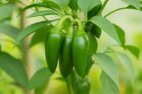 Jalapeno Seeds for Vegetable Planting