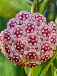 Bright Pink Hoya Flower Seeds for Planting Shade Tolerant Heirloom & GMO Free Seeds for Home Garden
 
 Sale