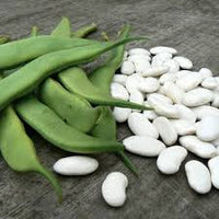 White Tarbais Bean Seeds for Garden Planting