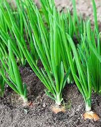 Green Scallion Seeds for Planting - Vegetable Garden Essentials