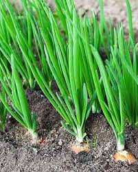 Green Scallion Seeds for Planting - Vegetable Garden Essentials
