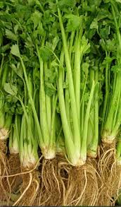Celery Smallage Vegetable Seeds for Home Gardens