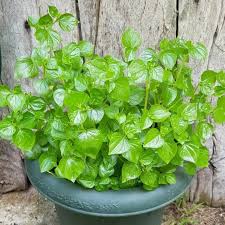Peperomia Pellucida Flower seeds for Planting Seasonal Bloomer Heirloom & GMO Free Seeds for Home Garden