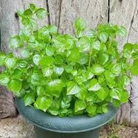 Peperomia Pellucida Flower seeds for Planting Seasonal Bloomer Heirloom & GMO Free Seeds for Home Garden