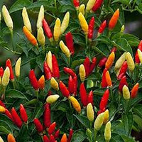 Red & Yellow Tabasco Pepper Seeds for Vegetable Gardens