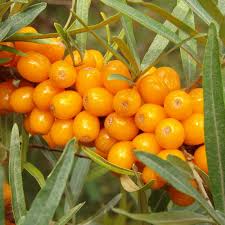 Seaberry (Sea Buckthorn) Elaeagnus Hippophae rhamnoides Orange Berry Fruit Shrub Seeds