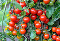 Red Tumbler Tomato Seeds for Planting