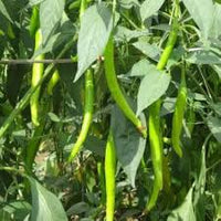 Light Green Pepper Seeds for Planting