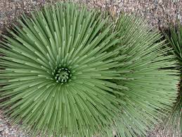 Green Agave Stricta Seeds for Planting