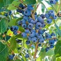 Northern Highbush Blueberry Bush (Vaccinium) Fruit Shrub Blue Berry White Flower Seeds
