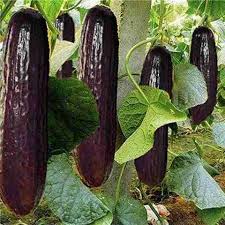 Black Cucumber Vegetable Planting Seeds Perfect for Your Garden