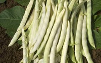 White Mogettes Beans Planting Seeds for Vegetables
