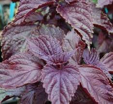 Purple Leaf Perilla Seeds for Easy Planting