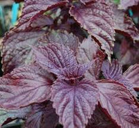 Purple Leaf Perilla Seeds for Easy Planting